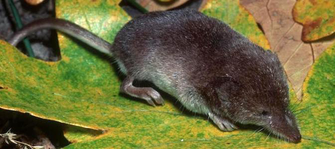 Black rodent with grey underbelly, skinny snout, small short ears, and miniature black eyes.