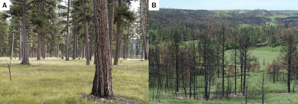 Image A shows the a healthier more intact forest and image B shows a forest burt up from wind driven fires.