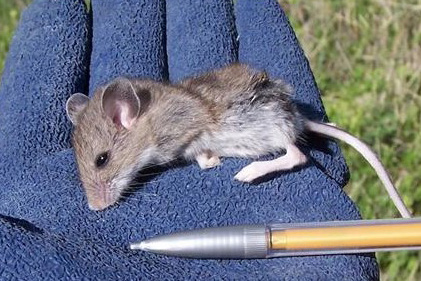 Small, skinny rodent with brown fur, white underbelly, small sound ears, and black eyes.