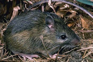 Brown and black rodent with long back legs, small round ears, and black eyes.
