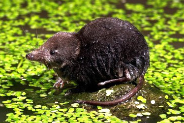 A black rodent covered in water with a skinny snout and black eyes.