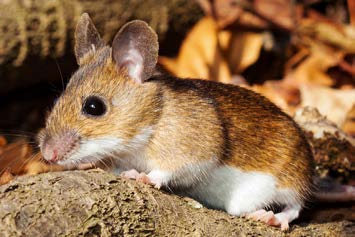 Small brown mouse with white underbelly, black eyes, and larger round ears.