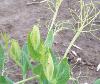 Pea plants growing in a crop field with yellow leaves and stems at the top of the plant