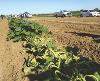 Photo of a row of zucchini plant growing in a crop field; the plants in the foreground are lighter green and showing symptoms of curling leaves