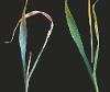 Barley plants with brown leaf tips and brown and dying growing points