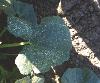 Photo of several zucchini plant leaves in a crop field. the leaves  have small light brown spots