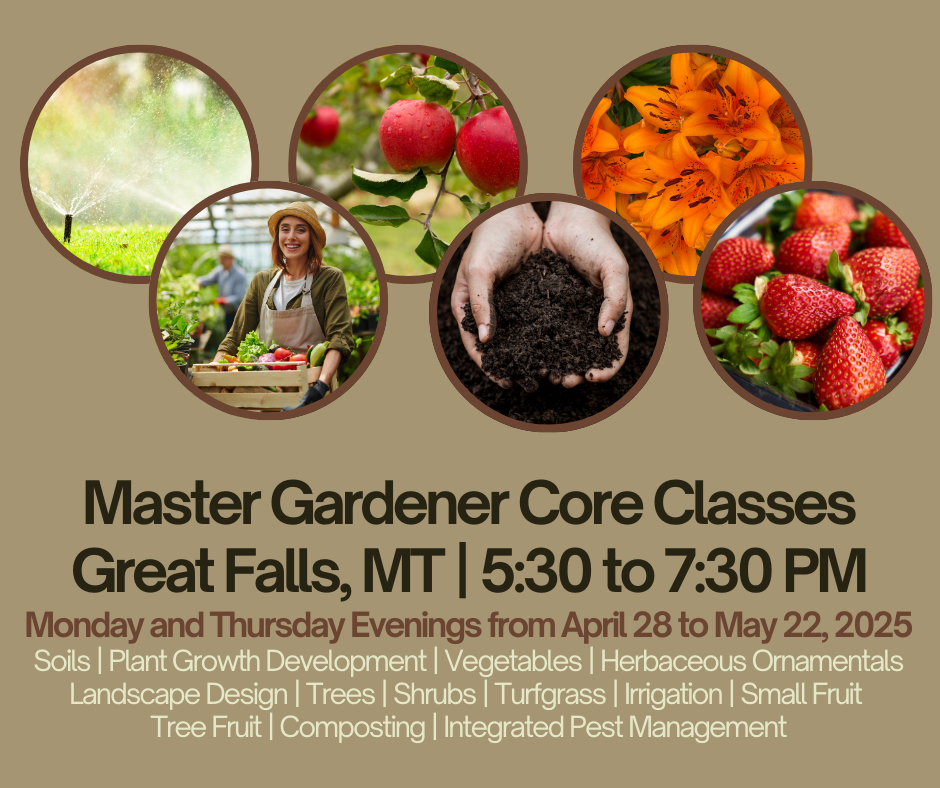 Infographic with a light brown background and round pictures of fruit, flowers, soil, sprinklers, and a person carrying a crate of vegetables at the top. Below that is the text Master Gardener Core Classes Great Falls, MT 5:30 to 7:30pm Monday and Thursday Evenings from April 28 to May 22, 2025 soils, plant growth development, vegetable, herbaceous Ornamentals, Lansdscape Design, trees, shrubs, turfgrass, irrigation, small fruit, tree fruit, composting, integrated pest management.