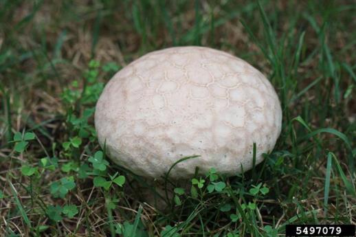 Figure 4: Photo of a whitish puffball growing in a grass field.