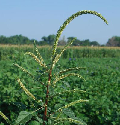 A tall, skinny, green plant in a field of green crops.