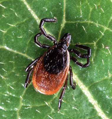 A tick, with an orange lower body and a black upper body and legs, rests on a green leaf.