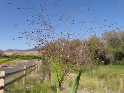 Grass with a reddish seedhead with green grass and blue sky.