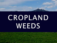 Cropland Weeds, text over photo of a crop