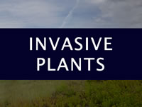 Invasive Plants, text over rangeland photo