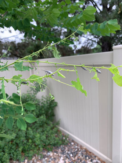 Photo showing a damaged tree leafs and feeding beetles