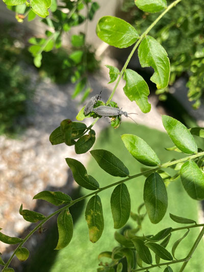 Photo showing grey blister beetles feeding on a honeylocust tree