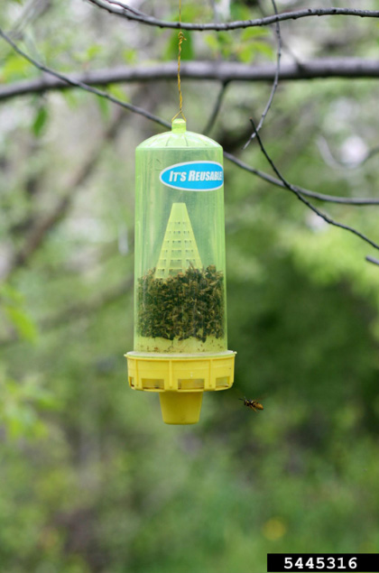 Photo of a yellow tubular device hanging on a tree branch