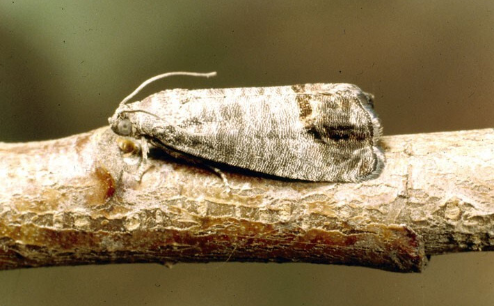 Codling moth resting on a stem.