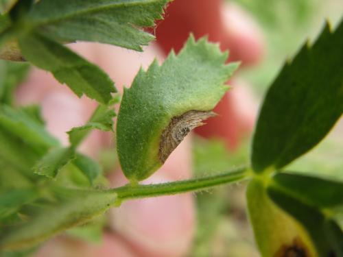 closeup of chickpea plant with ascochyta blight on a leaf