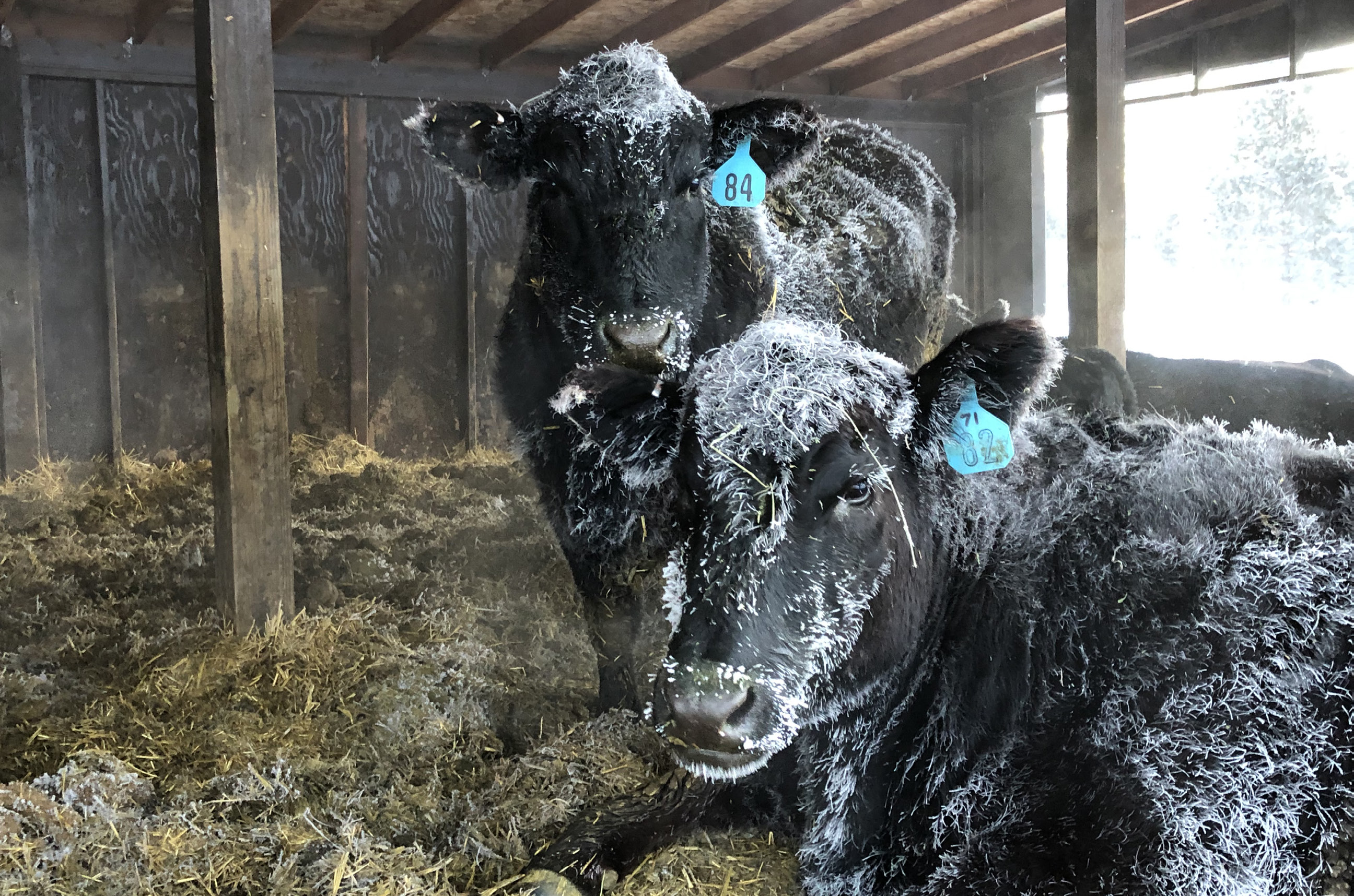 Two black angus beef cattle lay in a shelter with a hay covered floor. They have snow and frost all over their hairy coats.