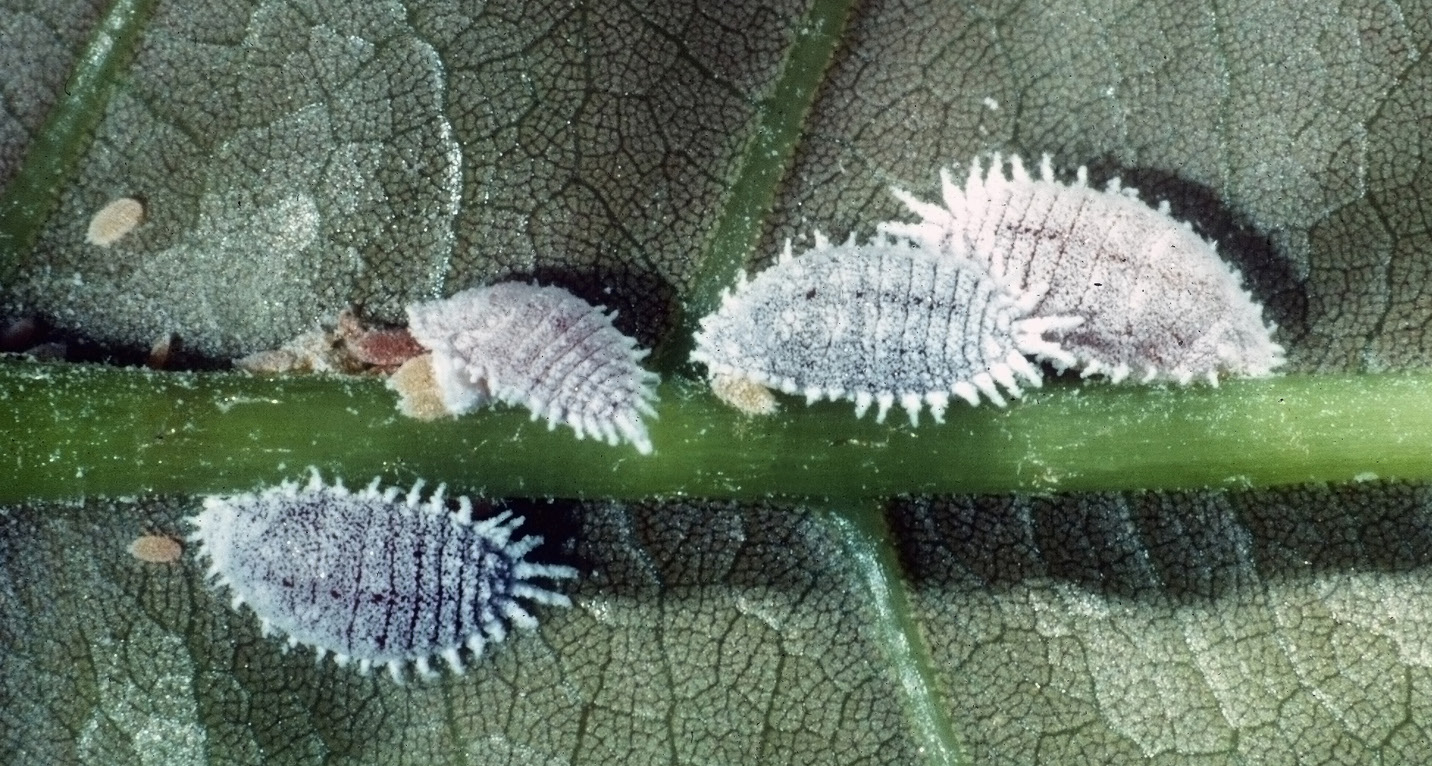 White, small, and rigid citrus mealy bugs are shown on the backside of a leaf.