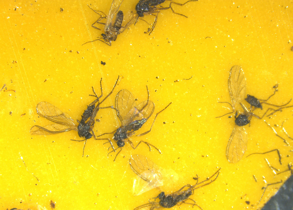 Smushed gnats lie dead on a yellow sticky card trap.