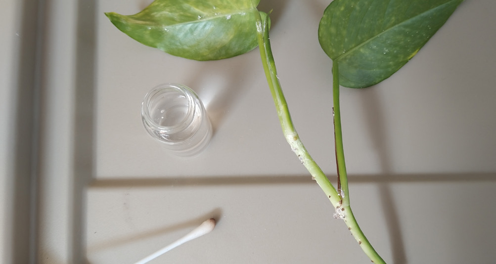 A jar of alcohol and a white cotton swab are positioned next to a green steam covered with mealybugs.