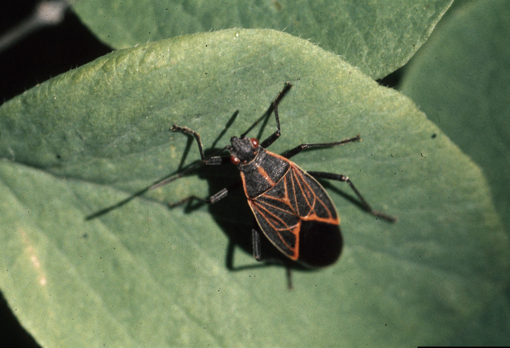 Image of a Western Boxelder Bug with orange designson a green leaf.