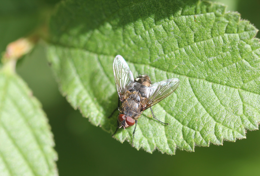 Image of a Cluster Fly on a green leaf.