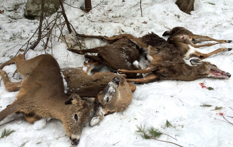 five dead deer suspected to have died from a rapid change in diet (enterotoxemia).