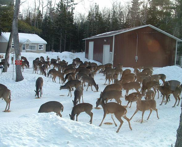 large group of deer in a snowy yard surrounded by homes.