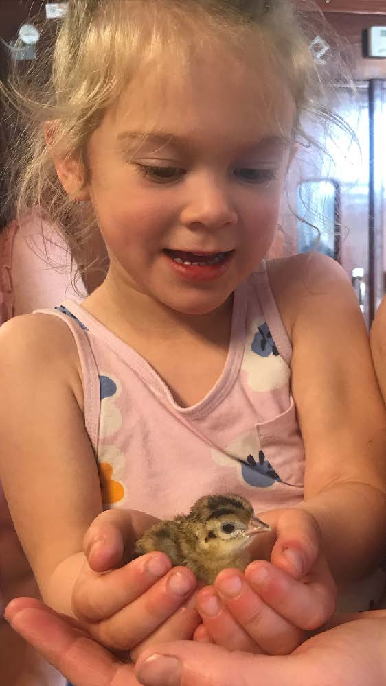 little girl hapily holding a small brown chick.