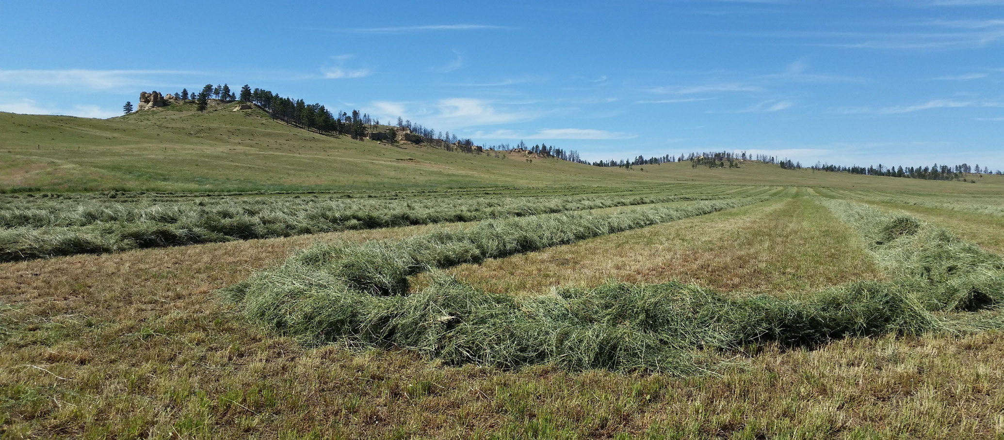 field of rows of cut hay