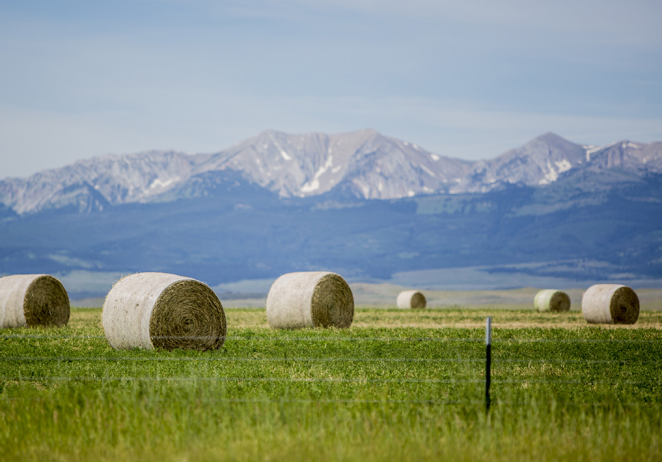 a group of large hay bales lying in a field, backed by Montana mountains