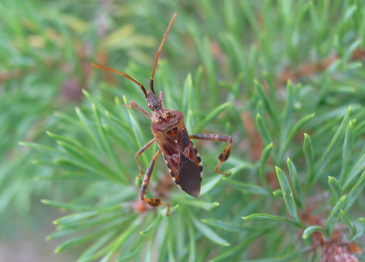 Image of a Western Conifer Seed Bug on a Conifer needles.