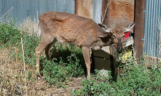 a deer showing the signs of chronic wasting disease: emaciation, wide stand, lowered head, and droopy ears.