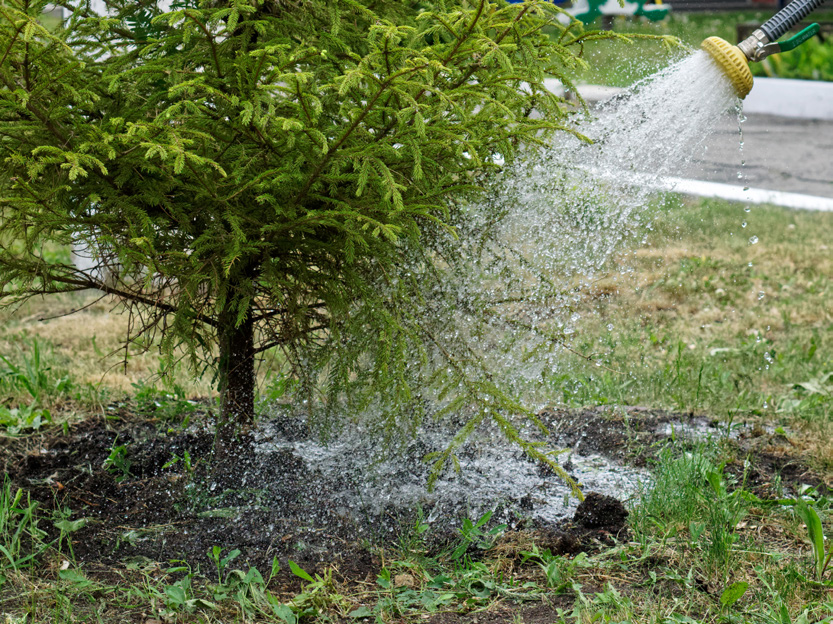 Small tree getting watered at the trunk base.