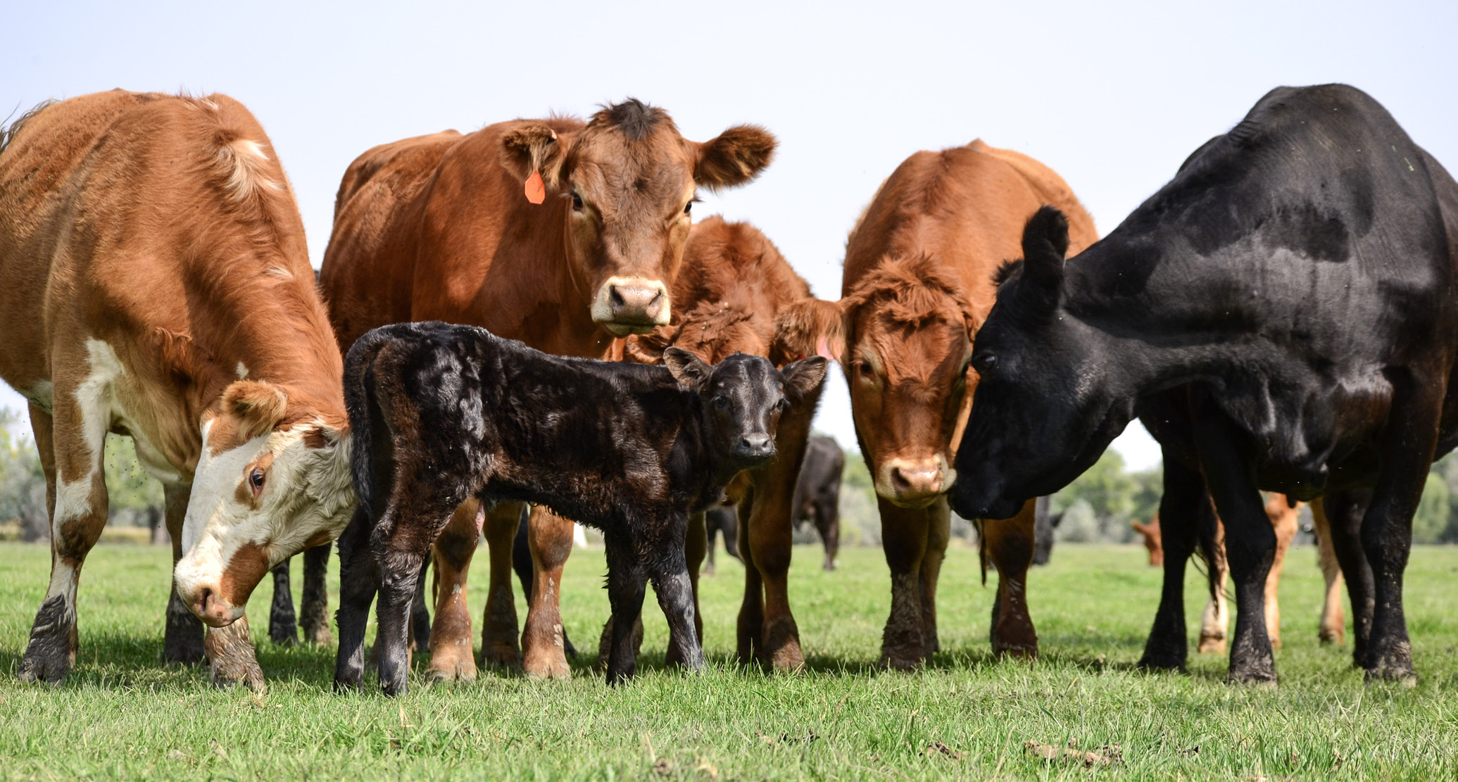 Image of red and black beef cows surrounding a black calf while all standing on green grass.