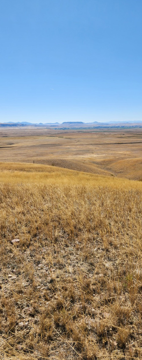 Image of dry, yellowing grass fields.