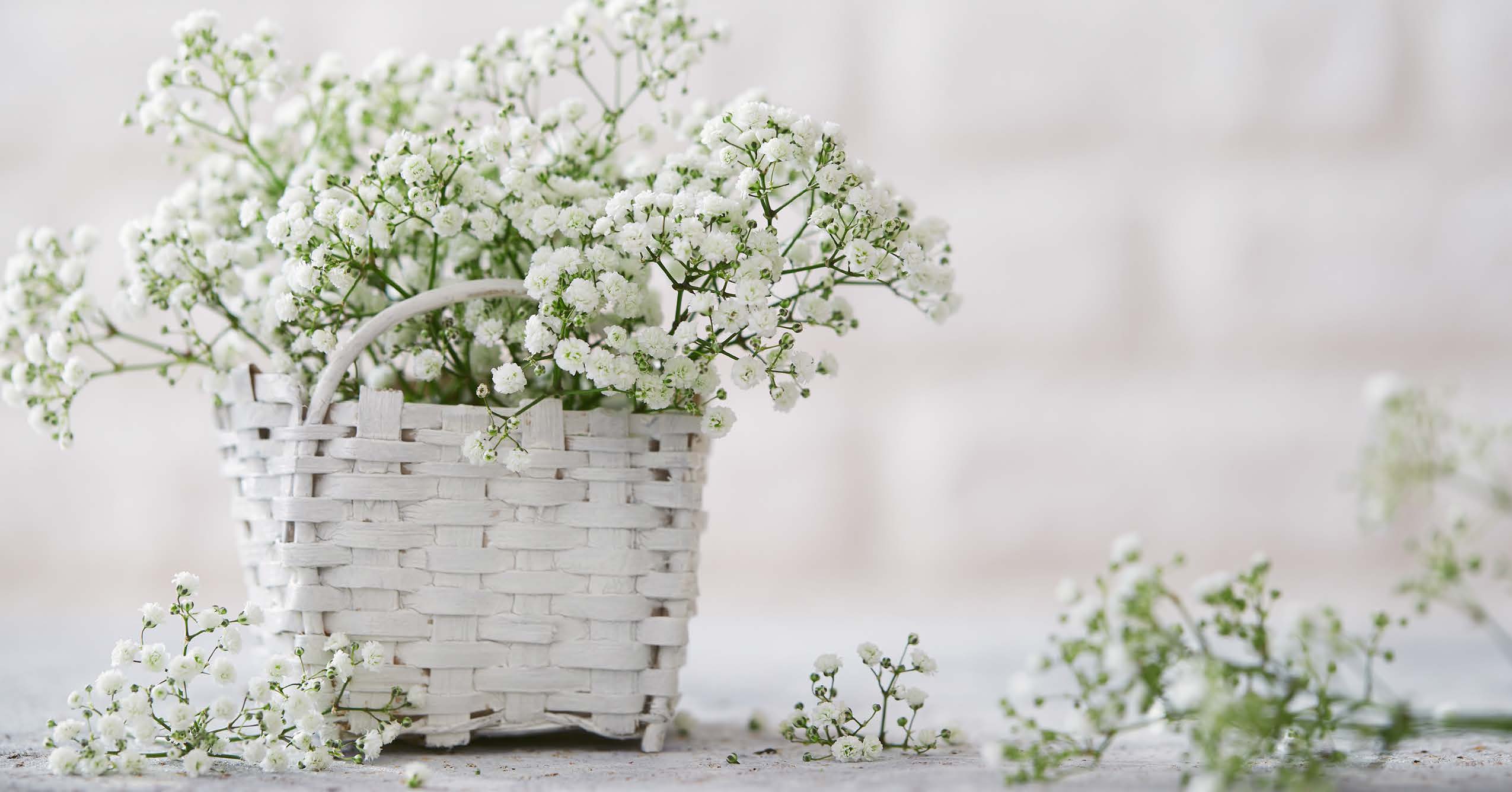 Image of florists baby's breath in a white woven basket with more babys breath scattered around.