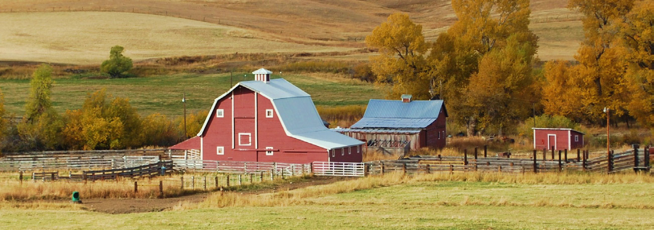A red barn set amongst a yellow field and trees covered in yellow and orange leaves.