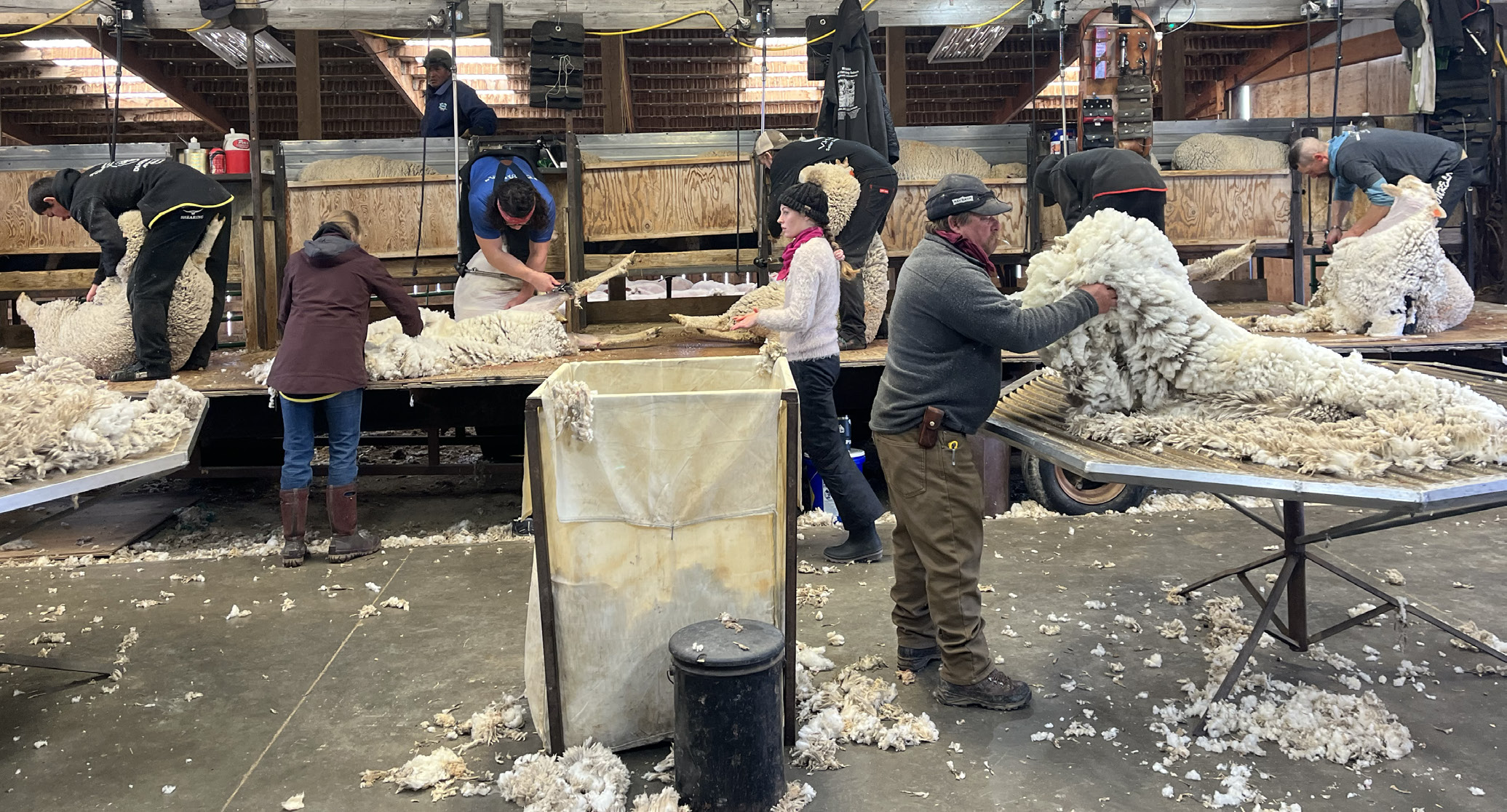 Five sheep are being sheared on tables with piles of wool all around them.