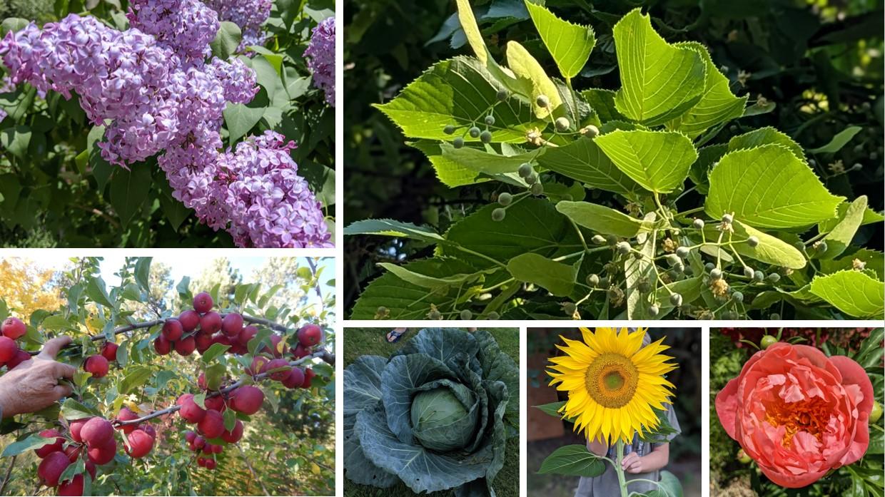 Photo collage of lilac, apples, linden, cabbage, sunflower, and peonies 