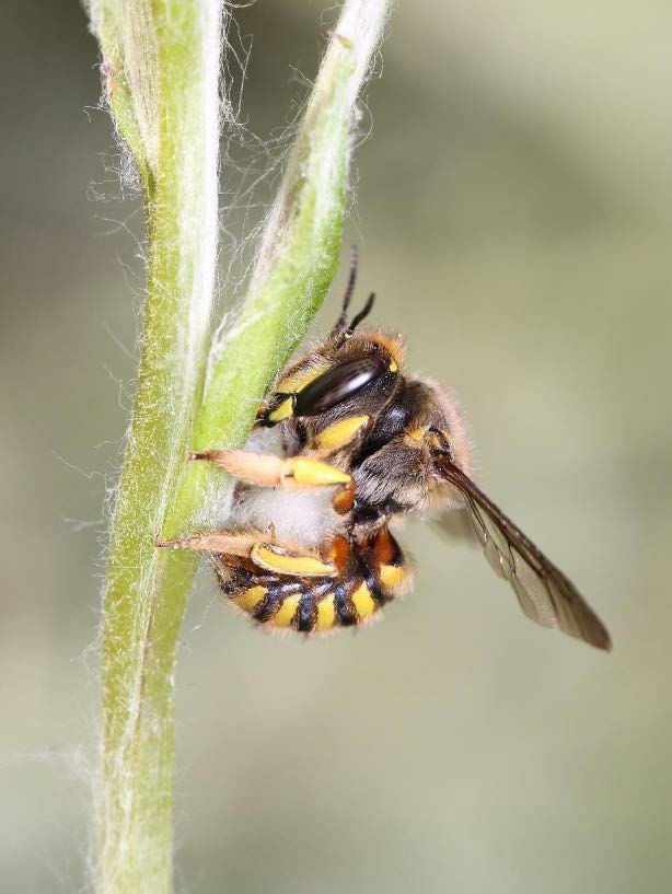 The female wool-carder bee is bright yellow and black striped with tan fuzzy legs.