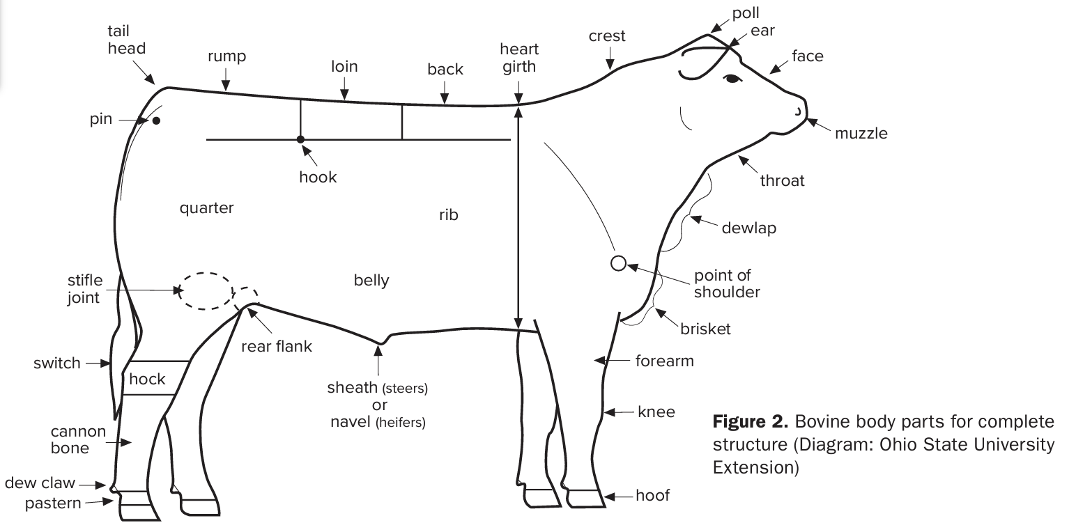 A graphic of the entire bovine body showing different body parts and their titles.