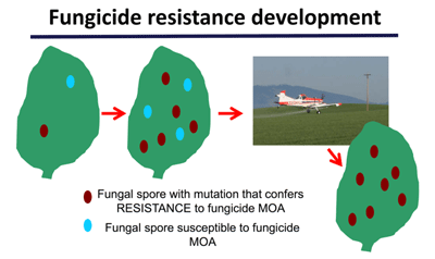 Figure 1: Multi-image graphic depicting fungal spore mutation