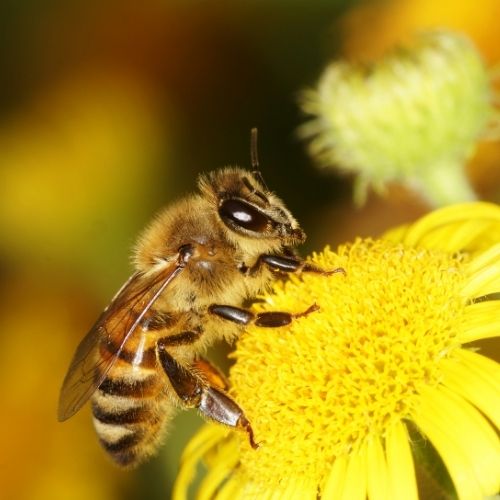 honey bee image 4