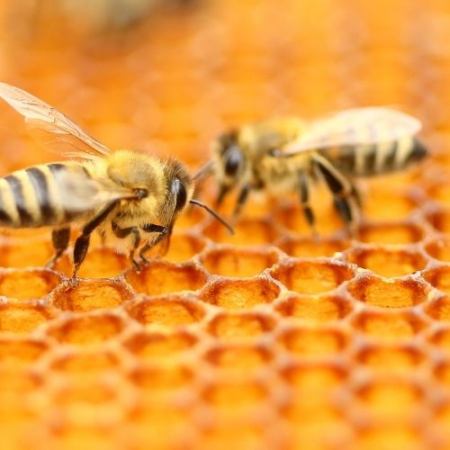 honey bee image 2