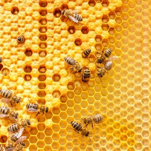 honey bee image 3