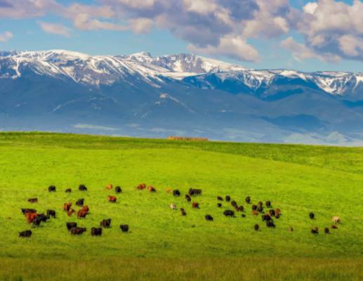 cattle grazing on pasture