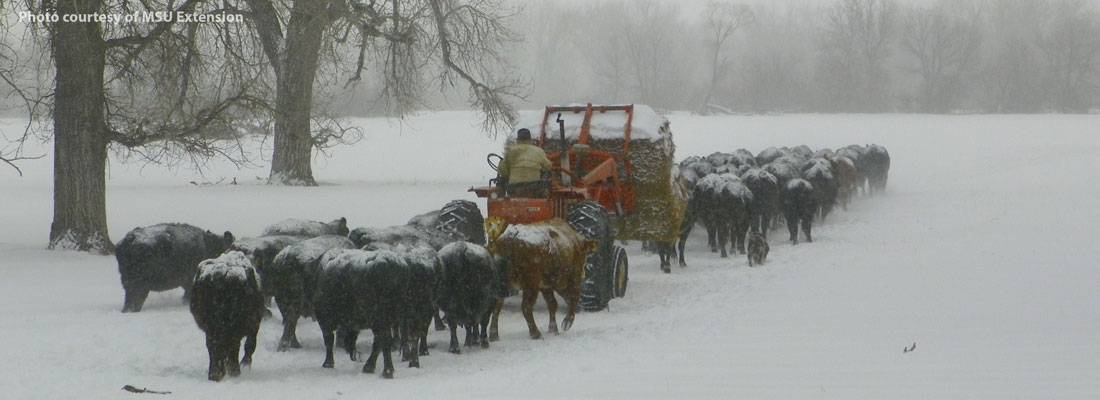 The last two winters have been some of the coldest and snowiest winters on record since the late 1970s in Sweet Grass County